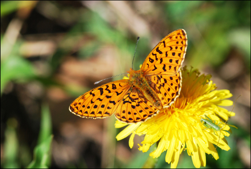 farfalla montanara da ident